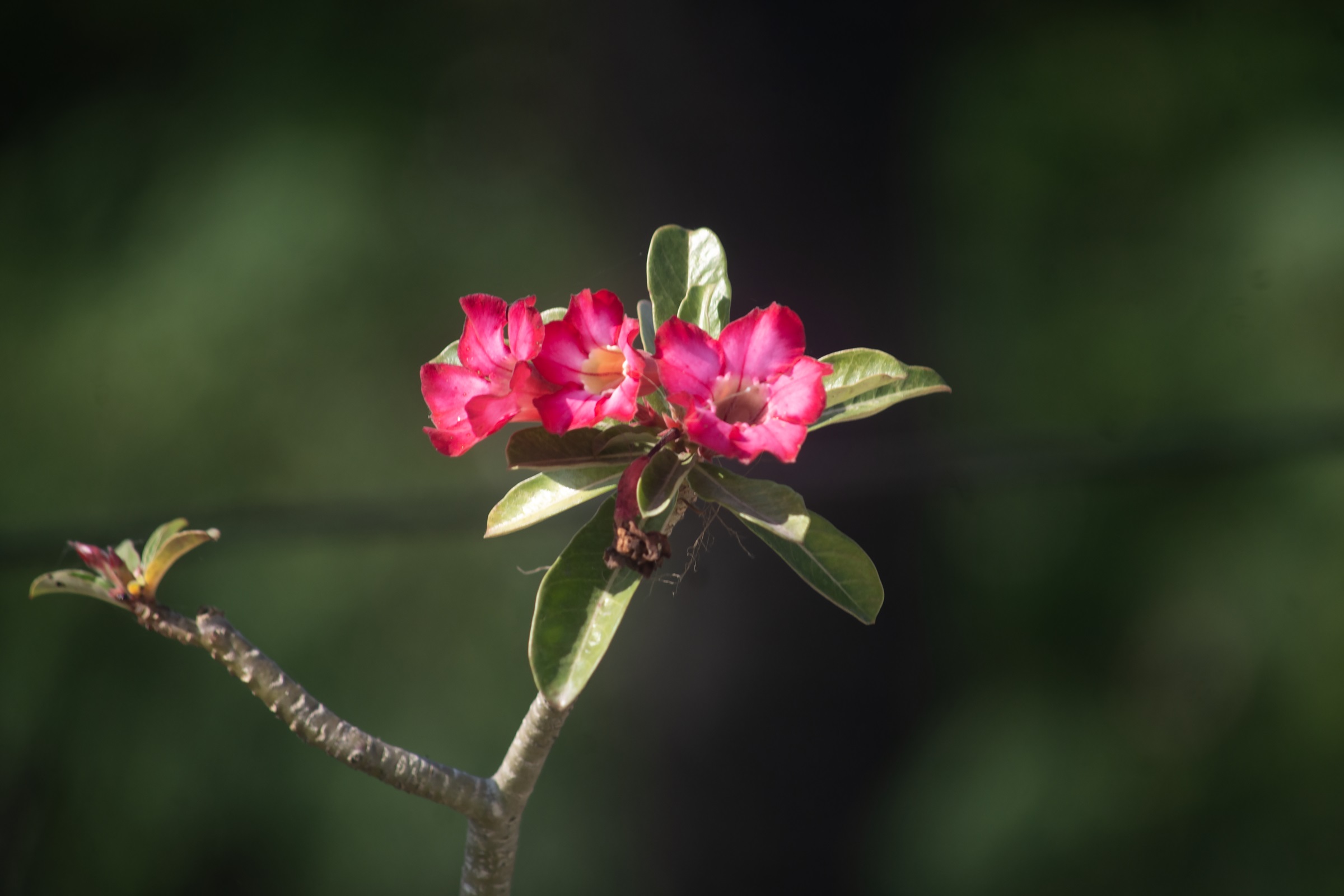 গাছের ঘুম : কী বলছে বিজ্ঞান