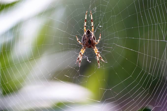 মাকড়শার জালের রহস্য