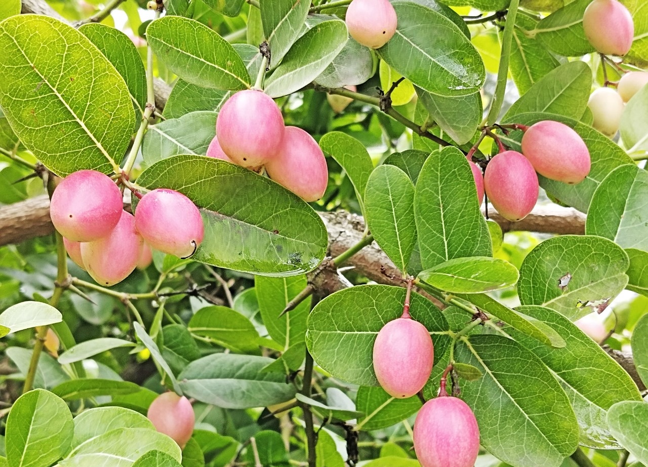 করমচায় মধুমাসের লাল সৌন্দর্য