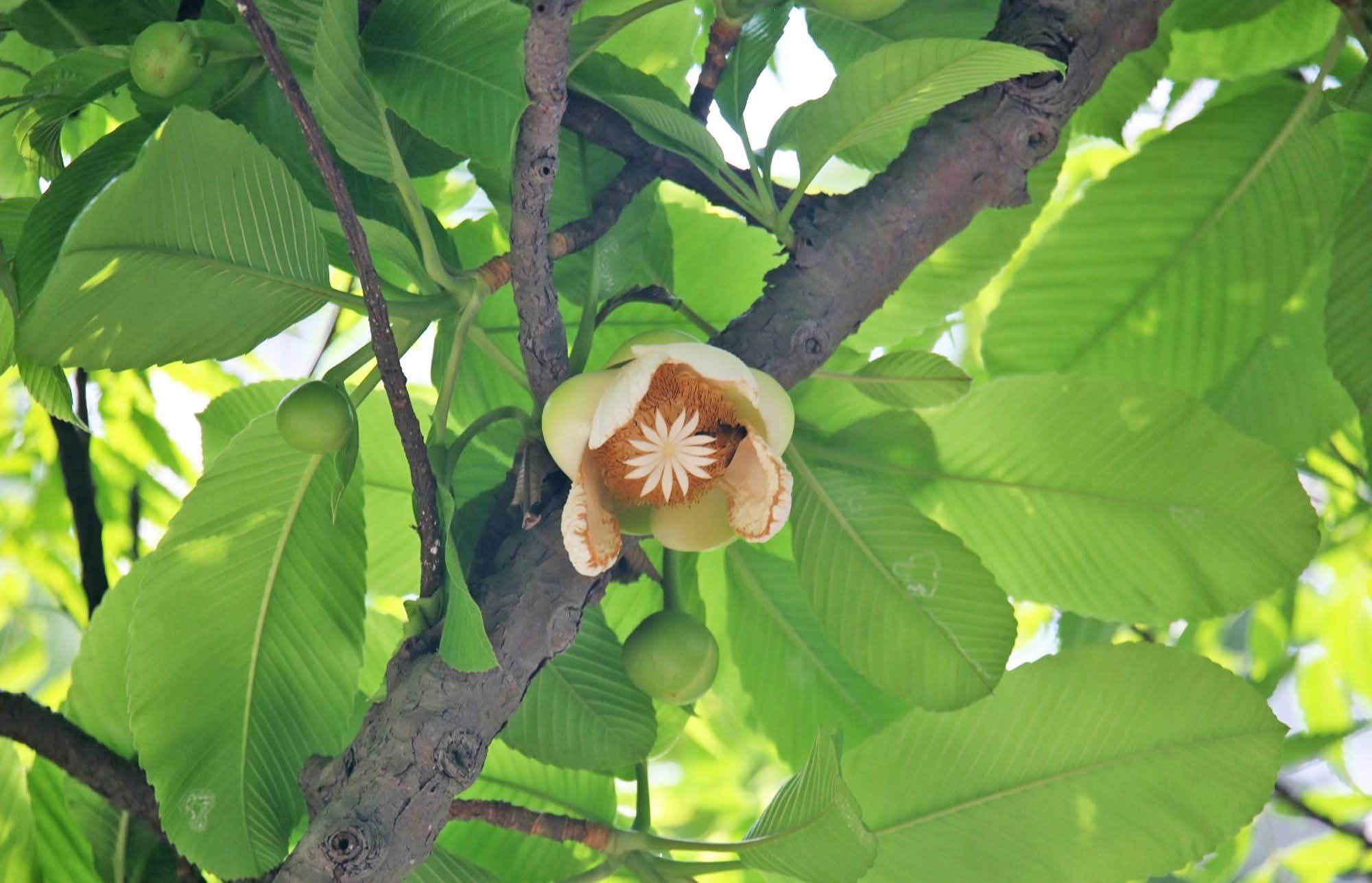 বর্ষার জলে শোভা চালতা ফুলে