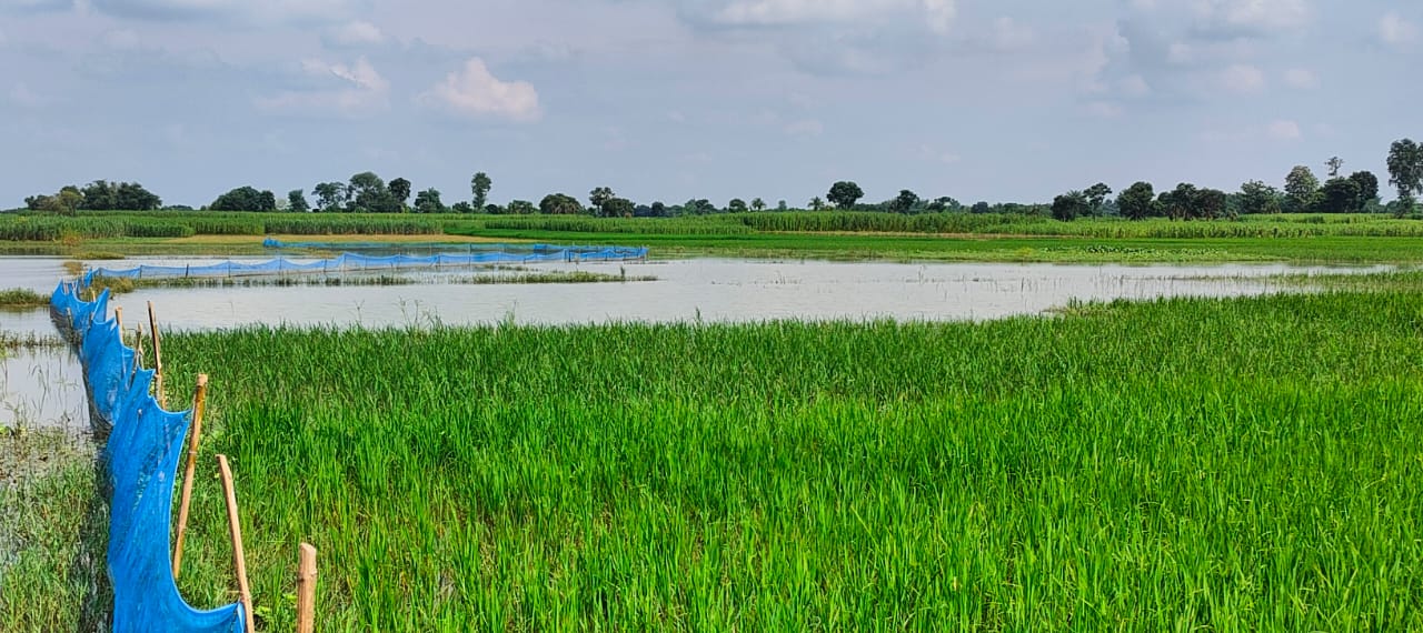 Chuadanga crop 2