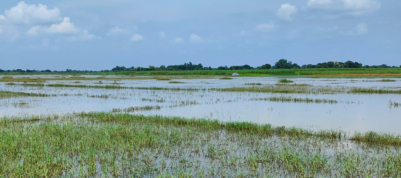 বাঁধে অবহেলার বলি কৃষকের ফসল