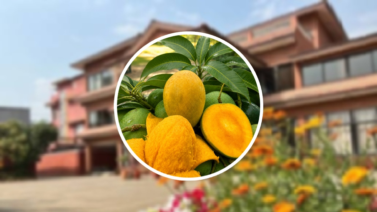 নেপালে বাংলাদেশের ‘ম্যাংগো ডিপ্লোম্যাসি’, বিশিষ্টজনরা পেলেন ১৭৫০ কেজি আম