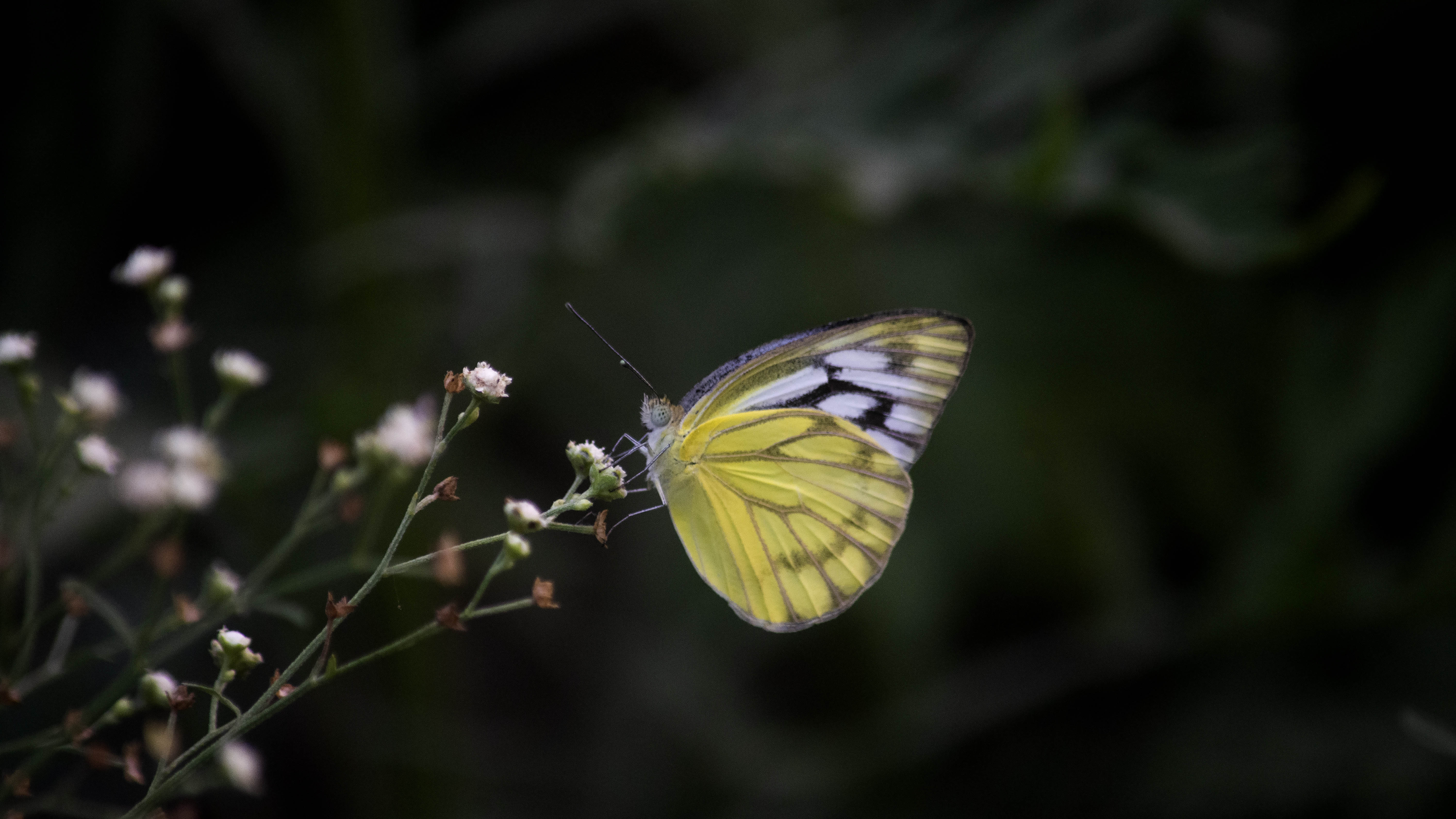 প্রজাপতির জীবনচক্র