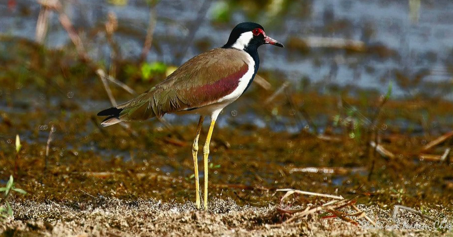 দৈইখাওয়া গ্রামের হট্টিটি