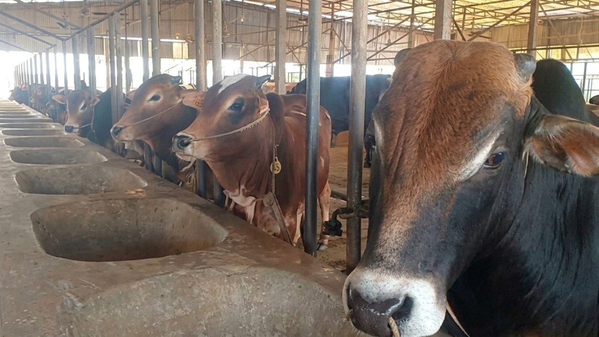 1 lakh 92 thousands sacrificial animals prepared in Kishoreganj ahead of Eid-ul-Azha