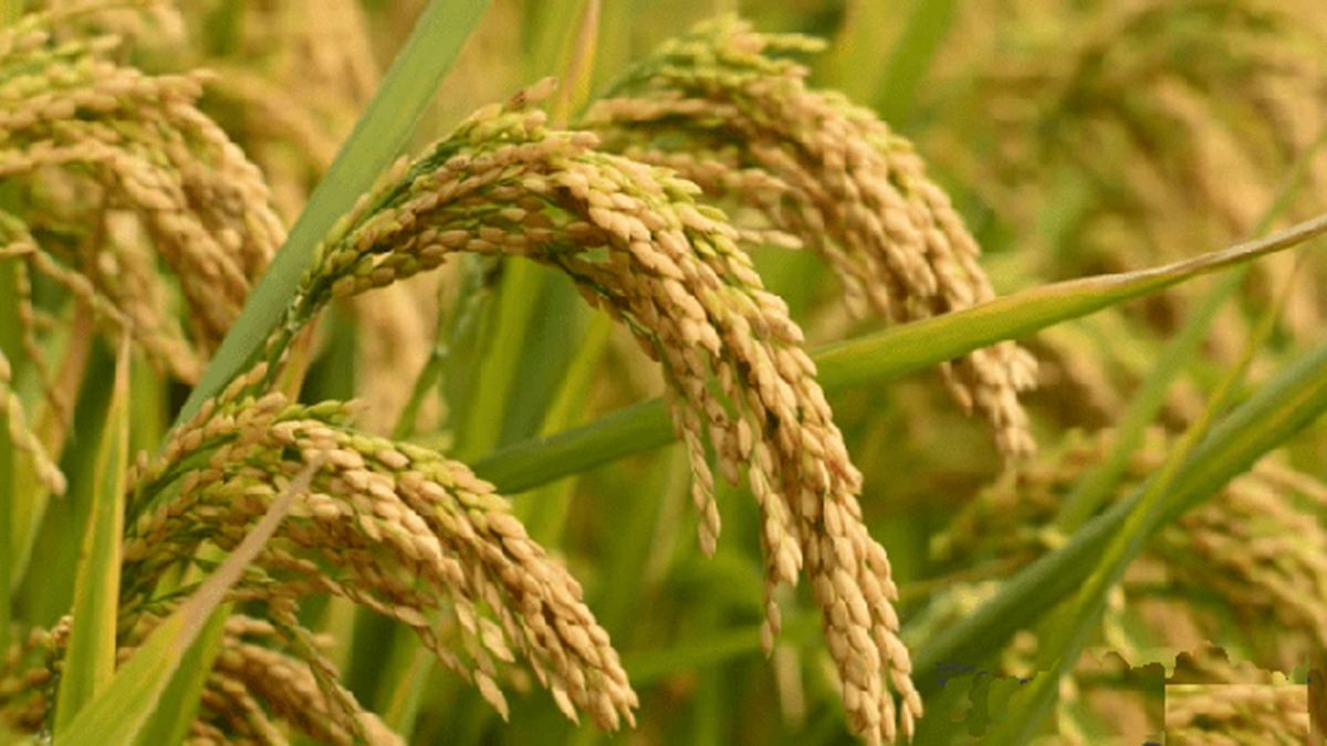 6 new varieties of rice released, all high-yielding