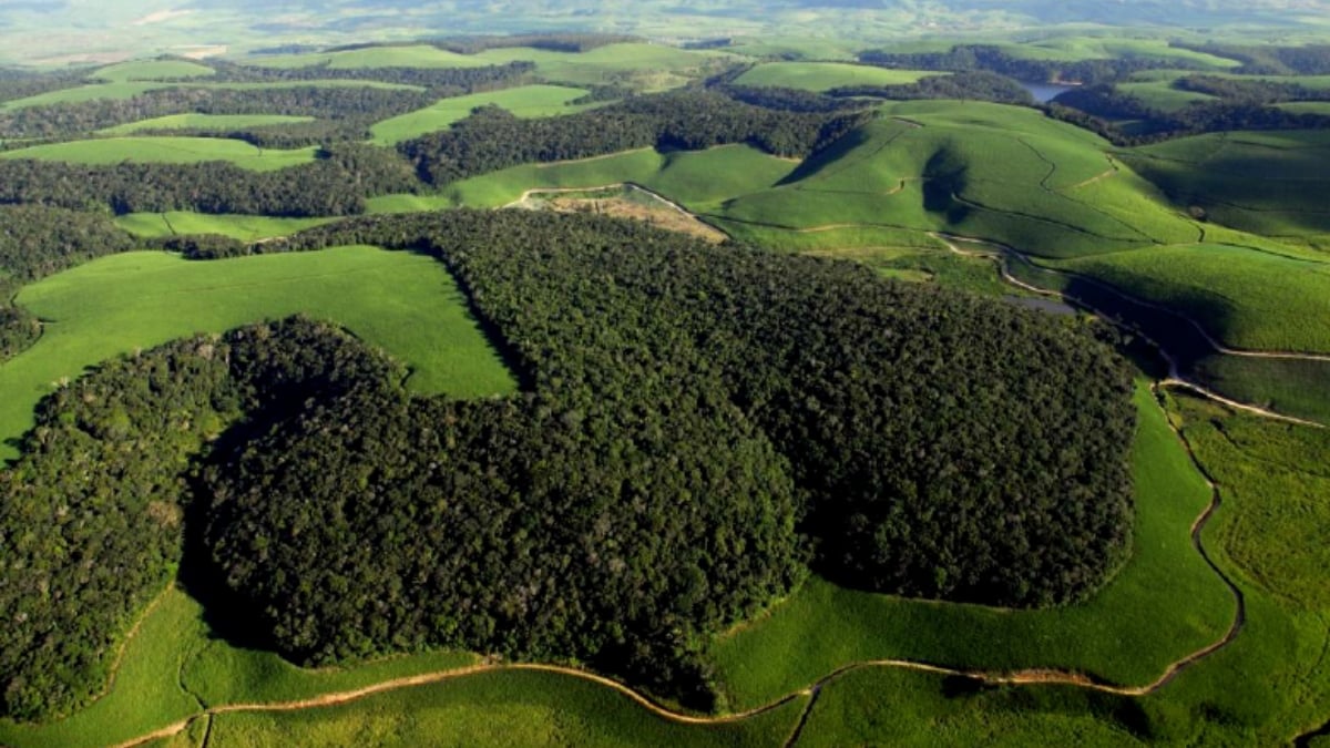 A typical scenario in the Atlantic Forest at the Northeastern Biodiversity Corridor