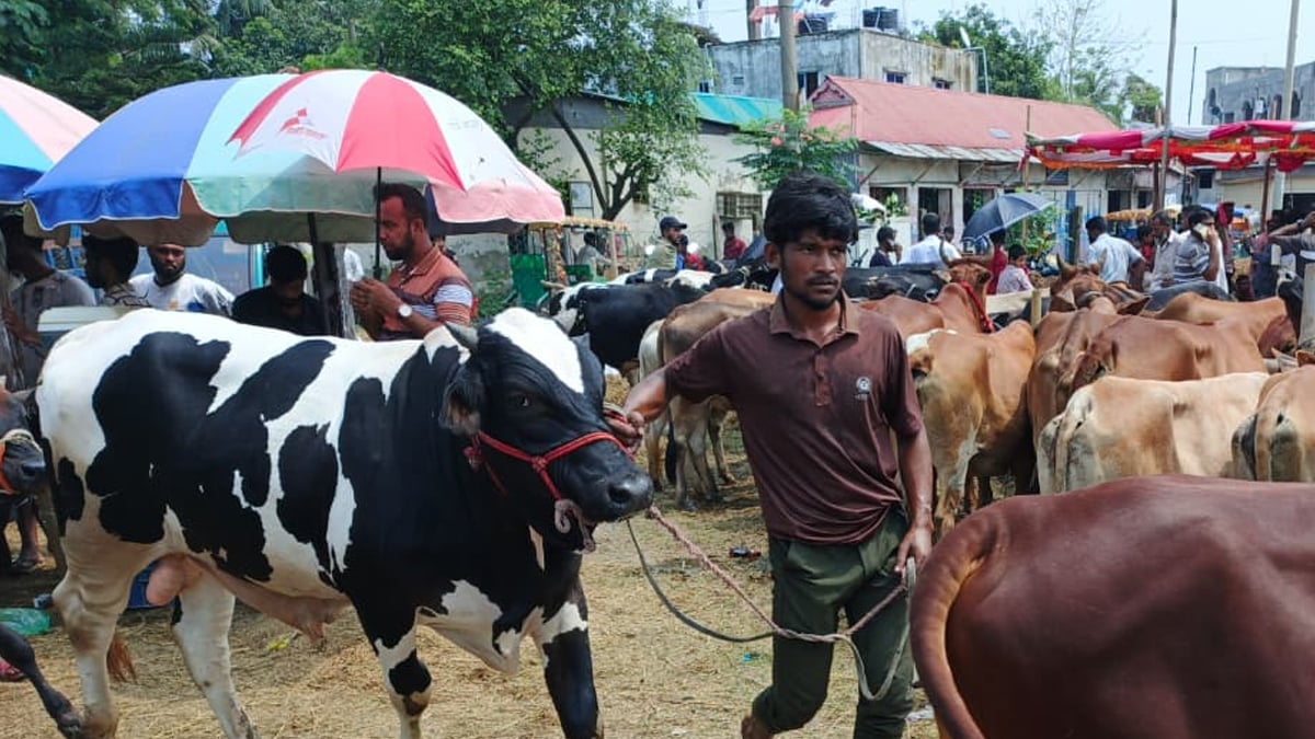 ঢাকা দক্ষিণ সিটিতে কোরবানির জন্য নির্ধারিত স্থান ৩৫৭টি