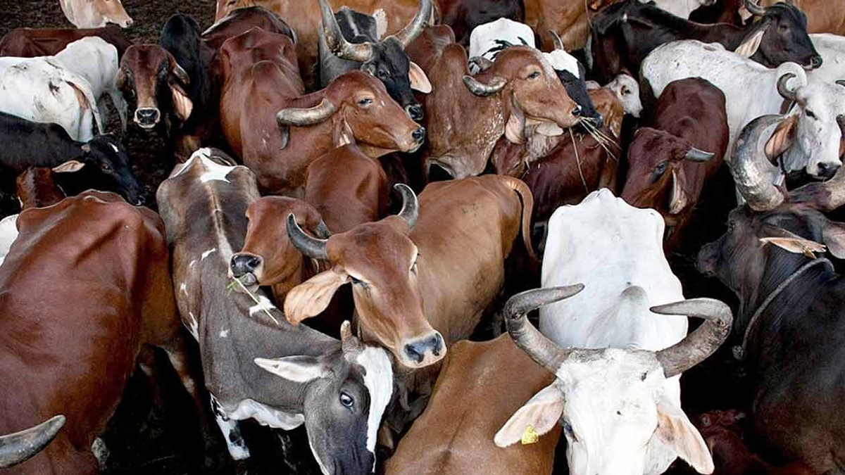 Animal-Slaughter-Case-At-Calcutta-High-Coiurt-21-05-2026