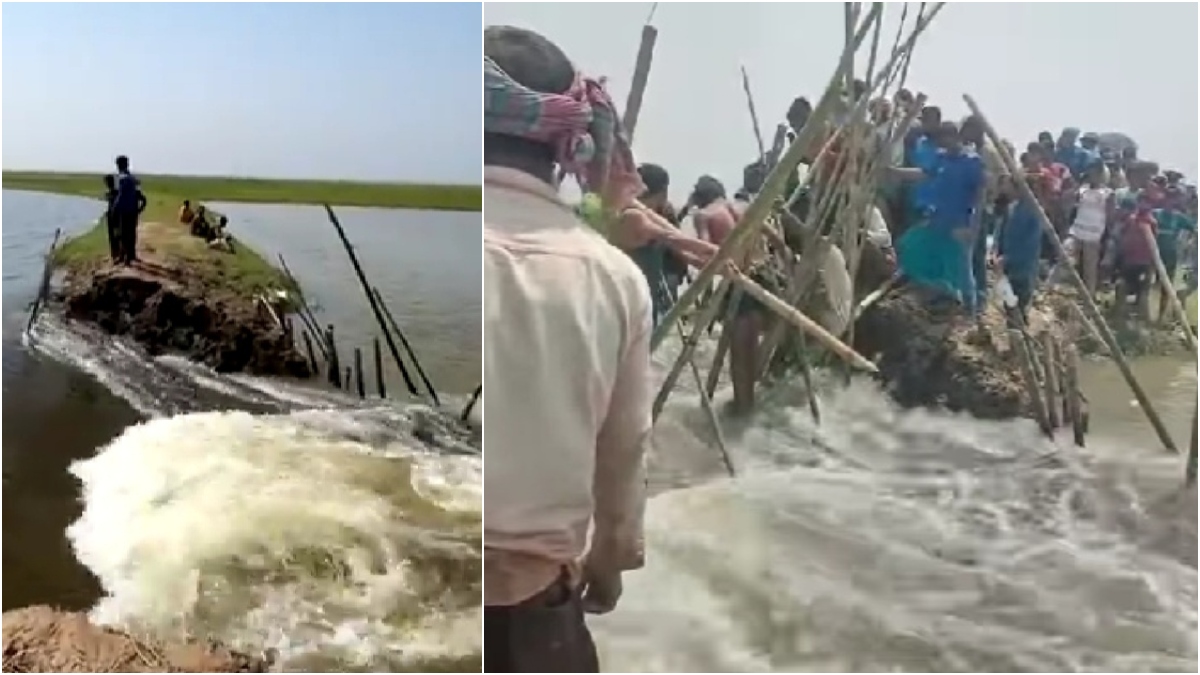 Boro-crop-saved-by-farmers-efforts-after-embankment-breach-floods-Sunamganj-haor-fields