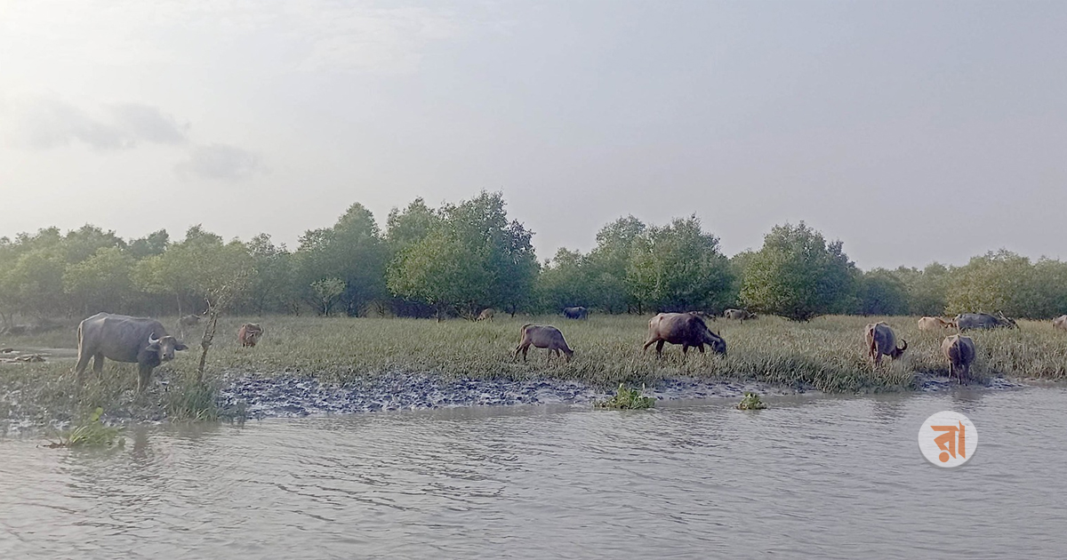 Buffalo In Reserved Forest 24-04-2025 (1)