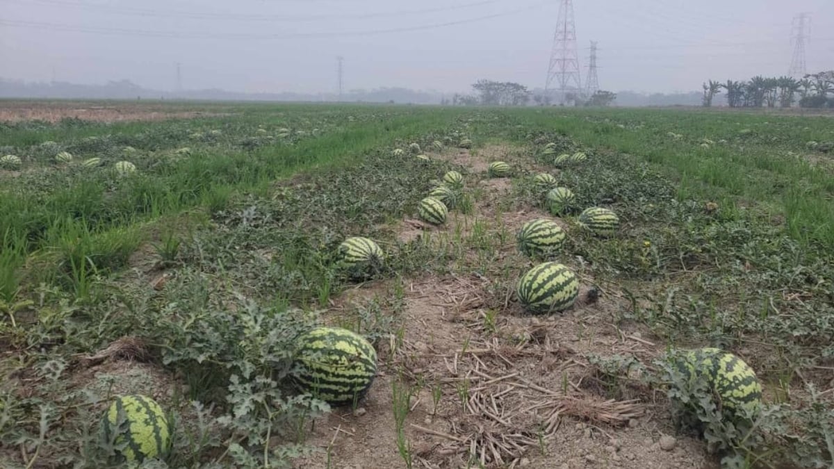 Buyer-shortage-leaves-Amtali-watermelon-farmers-fearing-massive-losses