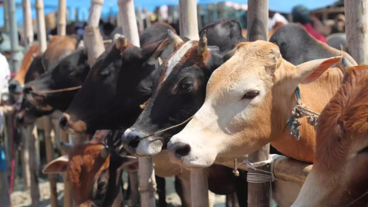 Cow-Buffalo