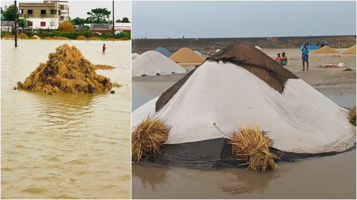 টানা বৃষ্টিতে ভেজা ধান শুকানোর কোনো সুযোগ না থাকায় চরম বিপাকে পড়েছেন কৃষকরা। ছবি: রাজনীতি ডটকম