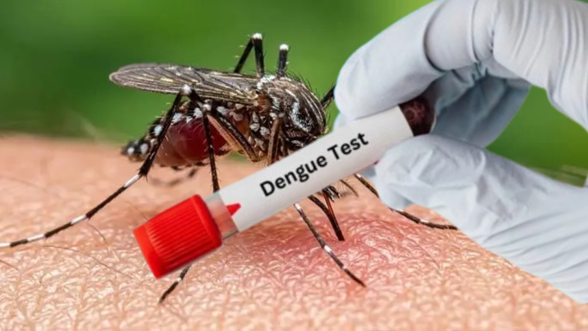 Denge-NS1-Test-Free (1)