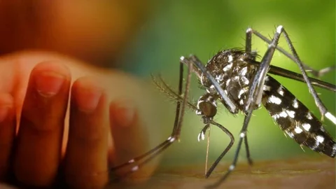 ডেঙ্গুতে আরও ৫ প্রাণহানি, হাসপাতালে নতুন ১৩৬৬ রোগী