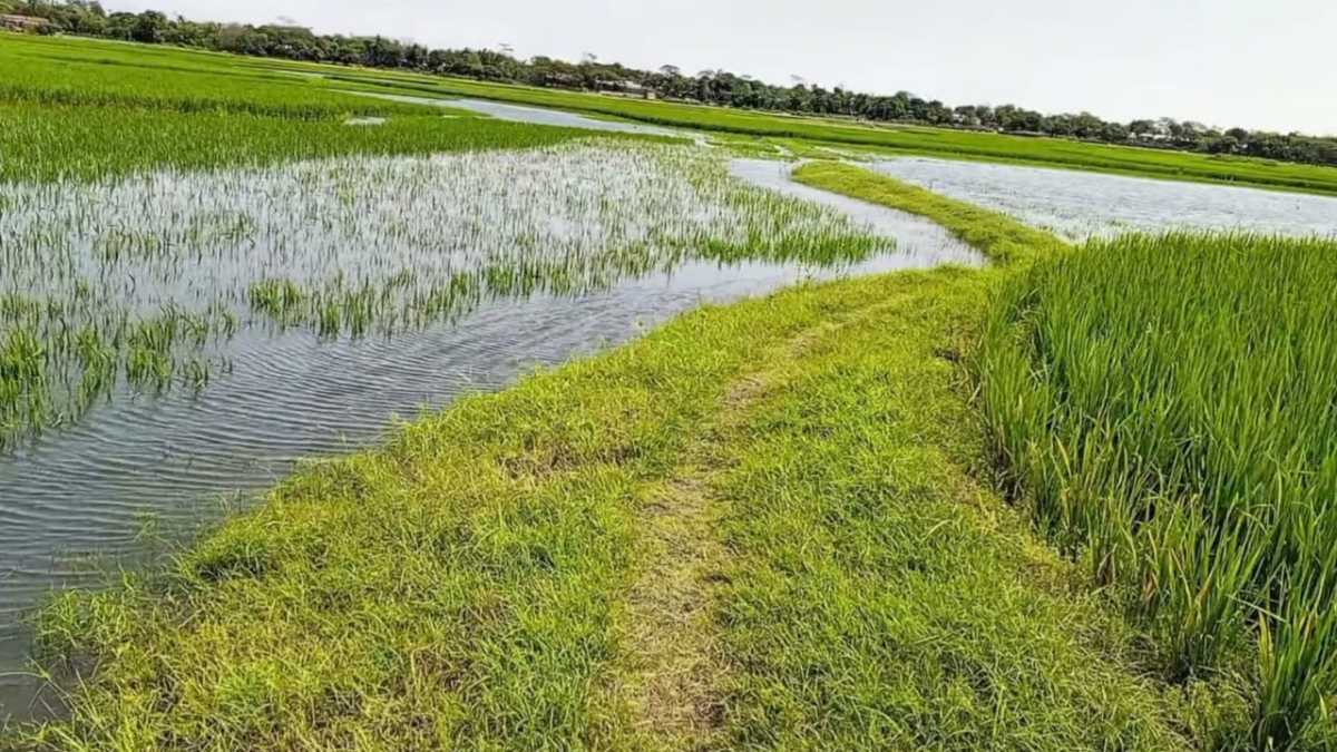 Dreams are drowning in waterlogging, 500 acres of paddy in 'Dekhar Haor' are about to be submerged