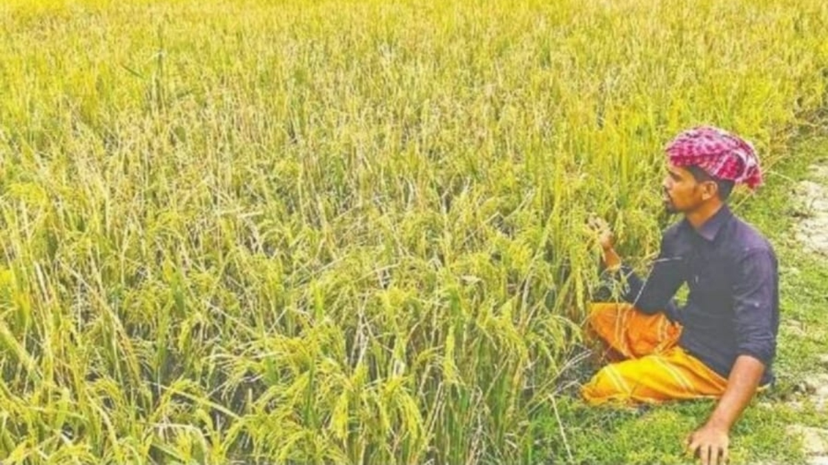 Farmers in Ashtagram are worried as neck blast disease and fuel shortages threaten Boro rice product