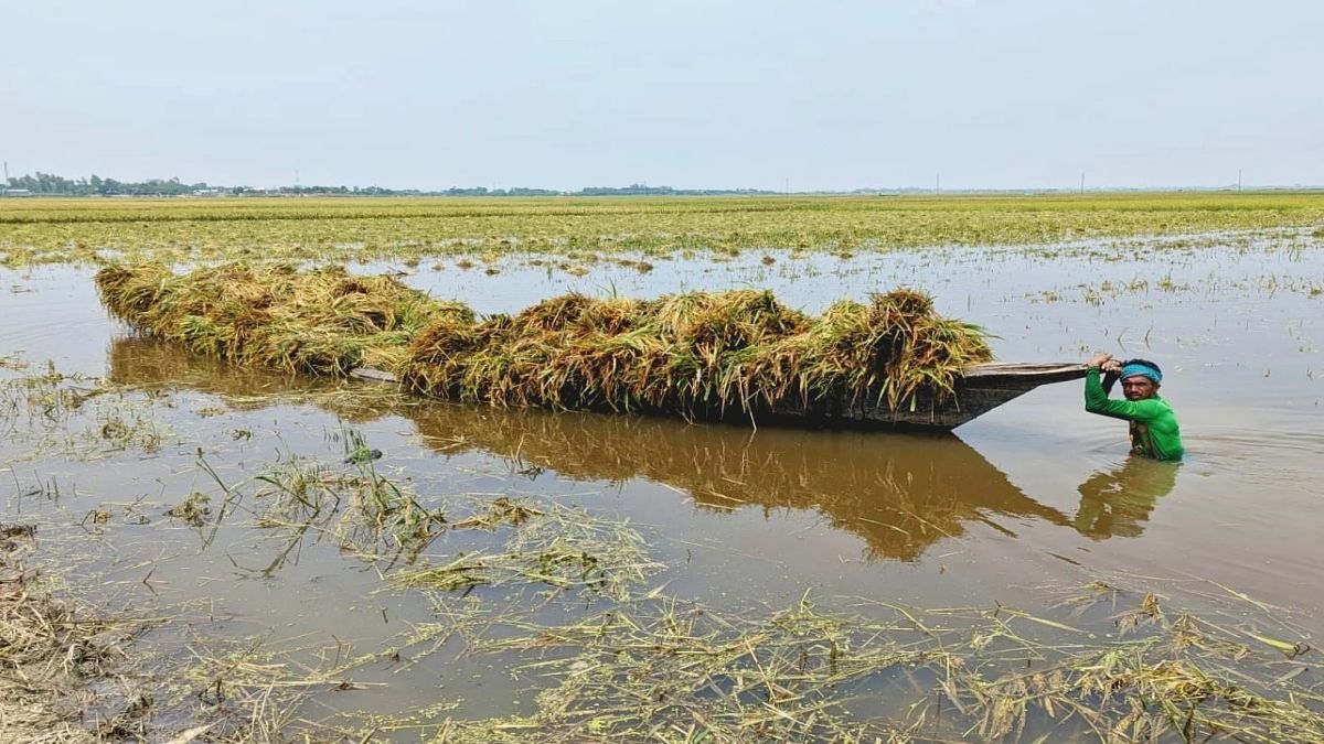 পাকা বোরো ধান পানিতে তলিয়ে যাওয়ায় স্থানীয় কৃষকদের মধ্যে চরম হতাশা বিরাজ করছে। ছবি: সংগৃহীত