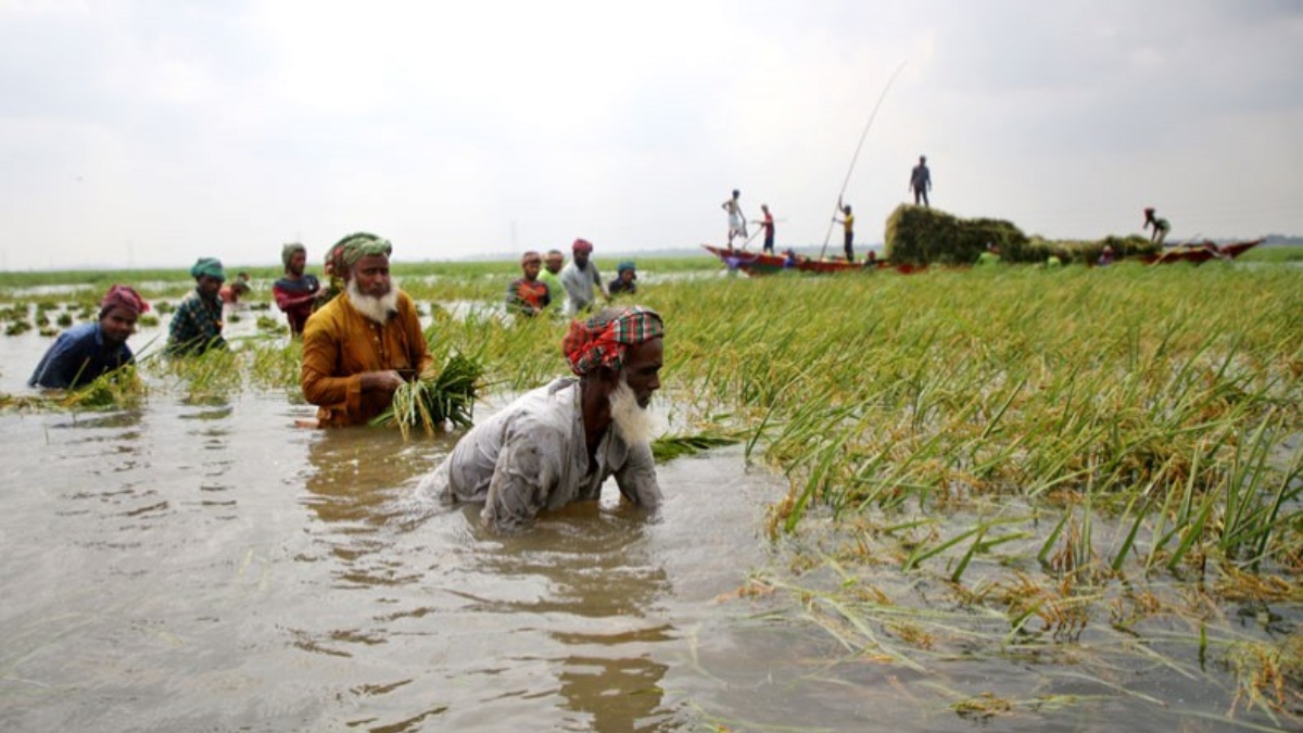 Flood submerges 2,000 hectares of rice fields in Kishoreganj; farmers cry out in despair