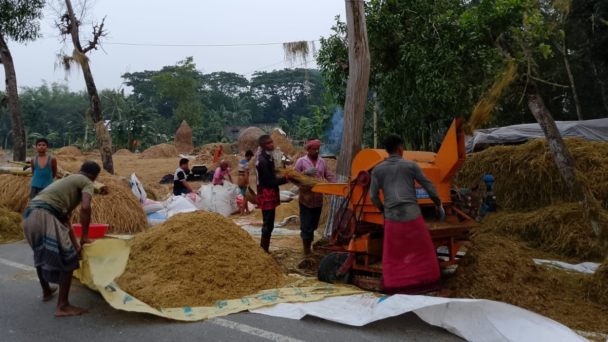 Fuel shortage disrupts paddy threshing in Nandail, causing farmer hardship