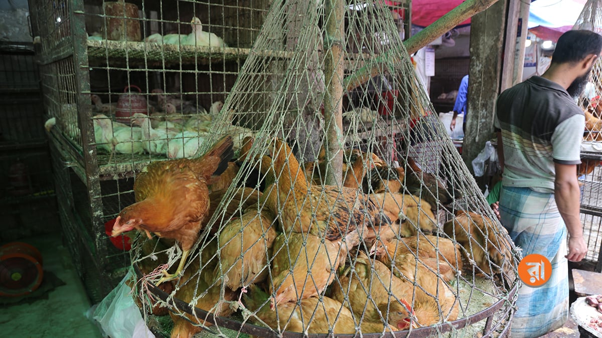 মুরগিসহ সব ধরনের মাংসের দাম এখন বাজারে বাড়তি। ছবি: রাজনীতি ডটকম