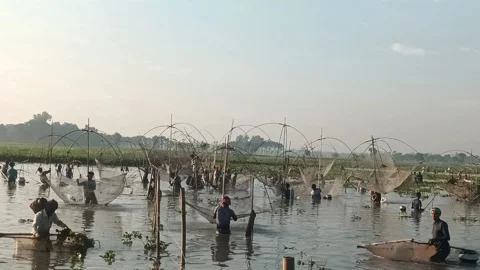 নান্দাইলের চণ্ডীপাশা ইউনিয়নের একটি বিলে হাইত আয়োজন করে মাছ ধরা হয়েছে। ছবি: রাজনীতি ডটকম