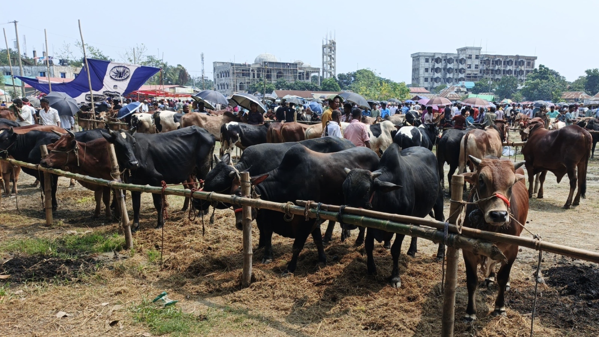 গো-খাদ্যের সংকটে অনেক কৃষক লোকসানে তাদের গরু বিক্রি করছেন। ছবি: রাজনীতি ডটকম