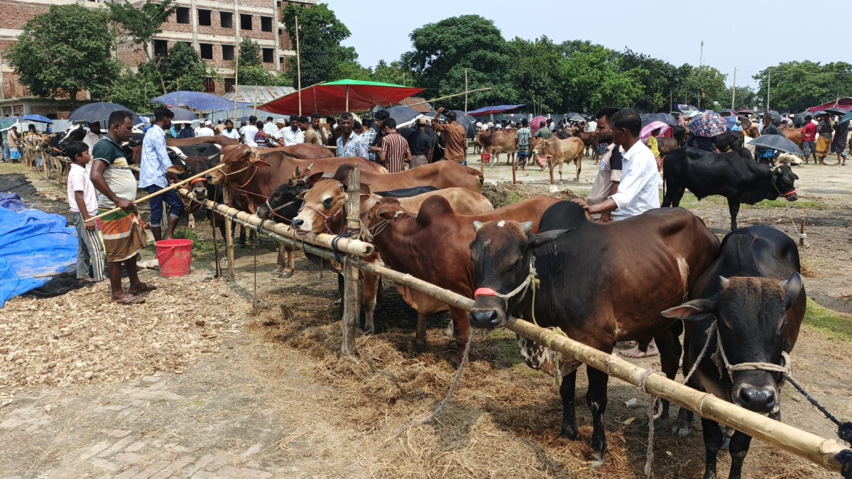 Haor Farmers Forced to Sell Cattle at Loss in Mithamoin Market (1)
