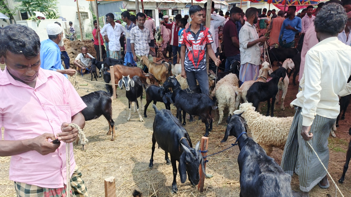 গরু-মহিষের দাম গত বছরের চেয়ে কম হলেও ছাগল ও ভেড়ার দাম কিছুটা চড়া। ছবি: রাজনীতি ডটকম
