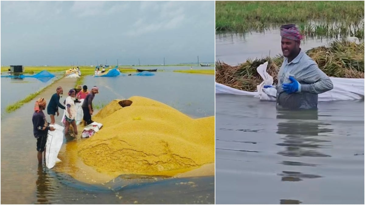 Haor farmers struggle with waterlogged paddy