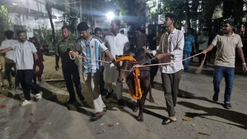 শিক্ষার্থীদের নিবন্ধনের টাকাসহ দেশ-বিদেশ থেকে পাওয়া টাকায় কেনা সোয়া লাখ টাকার গরু নিয়ে বৃহস্পতিবার সন্ধ্যার পর জবিতে ‘আনন্দ মিছিল’ করেন ‘গরু ভোজ’ কর্মসূচির আয়োজকরা। ছবি: সংগৃহীত