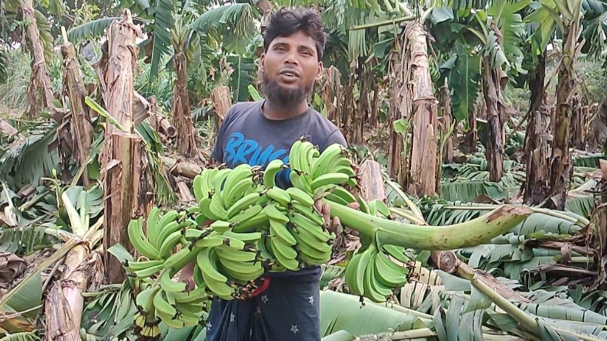 ক্ষয়ক্ষতি কাটিয়ে উঠতে সরকারি সহায়তার দাবি জানিয়েছেন স্থানীয় কৃষকরা। ছবি: রাজনীতি ডটকম