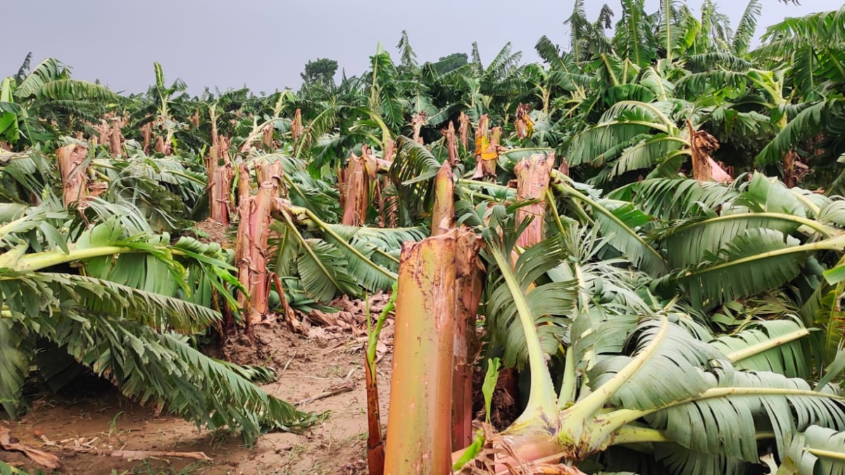 Kalboishakhi storm wreaks havoc in Chuadanga, causing an estimated crop loss of around Tk 60 million (1)