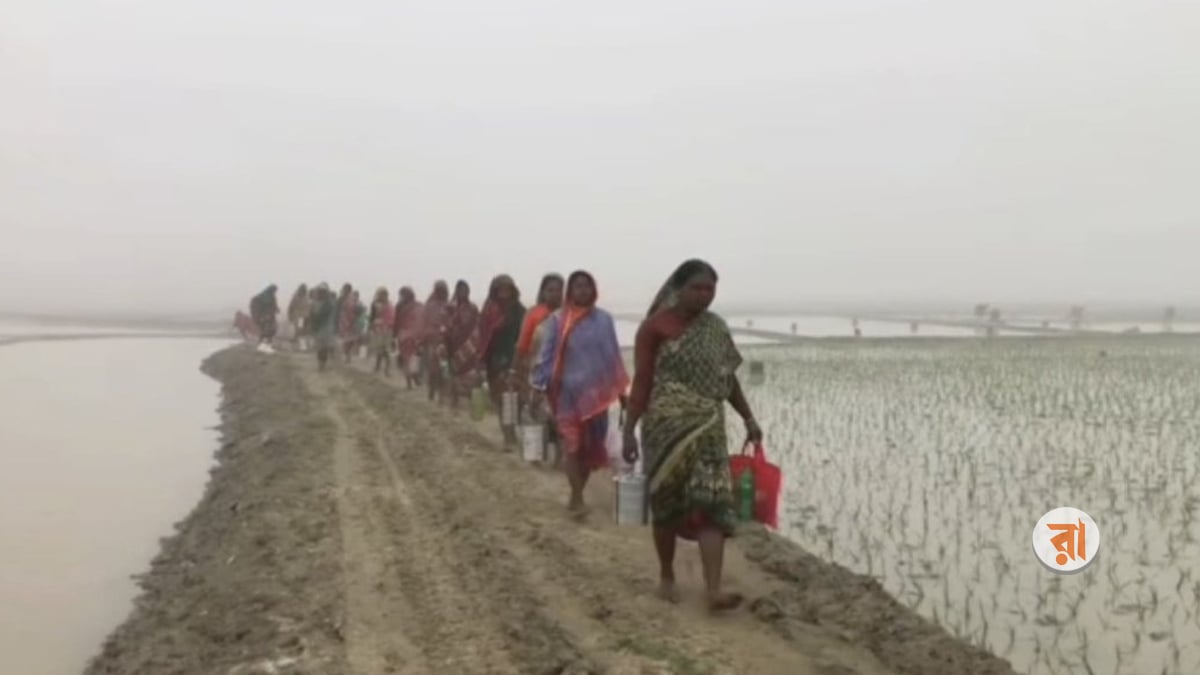 হাওরের কৃষি শ্রমিকদের বড় অংশই নারী, বোরো আবাদেও রয়েছে তাদের সরব উপস্থিতি। ছবি: রাজনীতি ডটকম