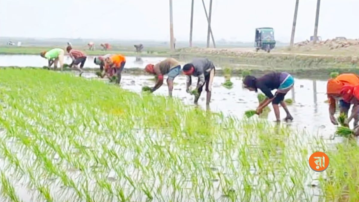 কৃষকরা বলছেন, স্থানীয় জাত, উফশী ও হাইব্রিড— সব ধরনের ধানই চাষ হচ্ছে। এর মধ্যে এবার উফশী ধানের আবাদ তুলনামূলক বেশি। ছবি: রাজনীতি ডটকম