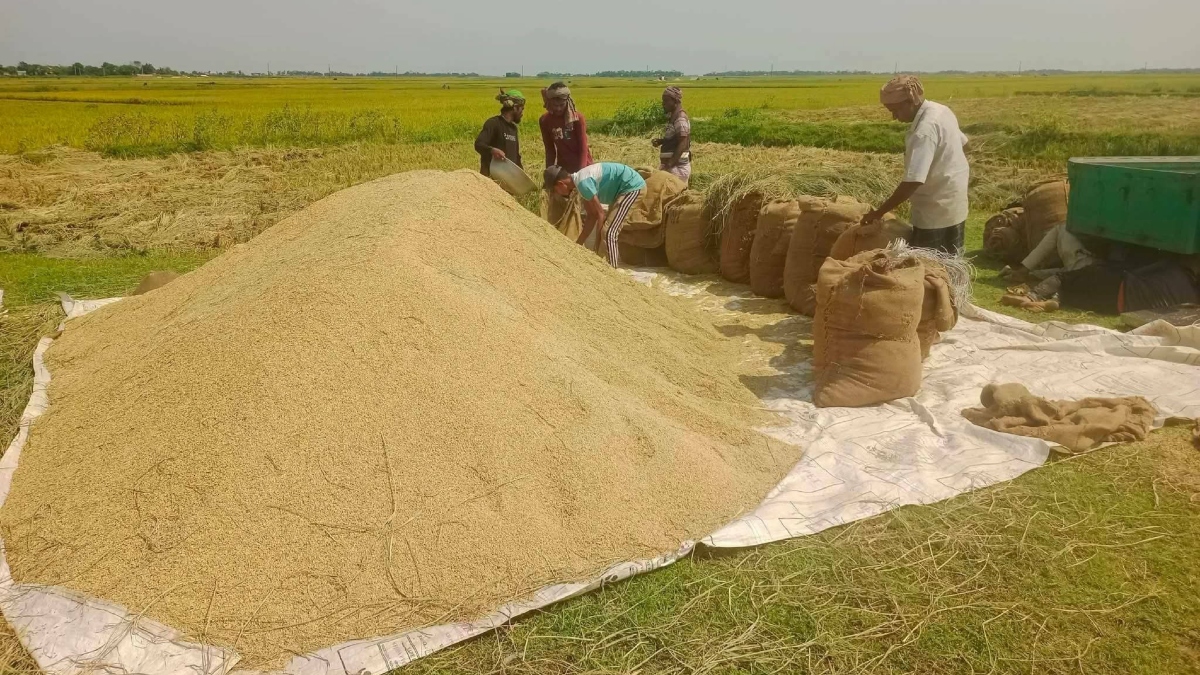 Kishoreganj haor sees bumper paddy yield, but farmers fear losses due to low prices