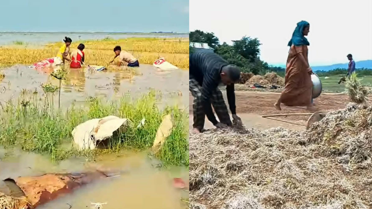Kishorganj-Haor-Paddy-Harvesting-News-Photo-03-05-2026