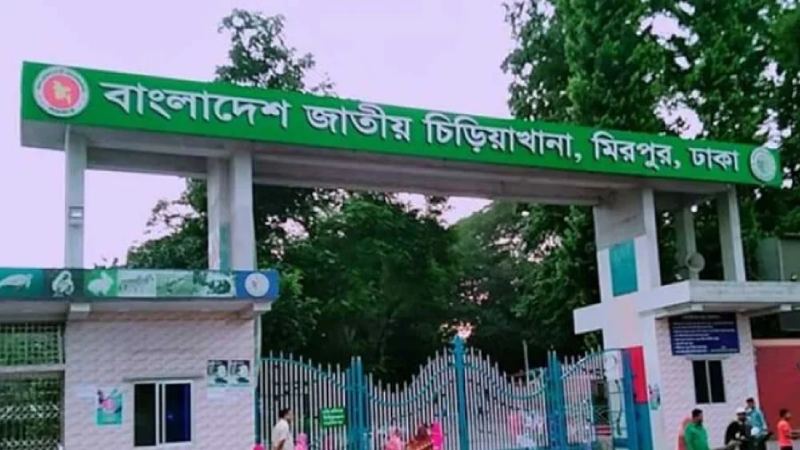 মিরপুর চিড়িয়াখানার খাঁচা থেকে বেরিয়ে গেছে সিংহ
