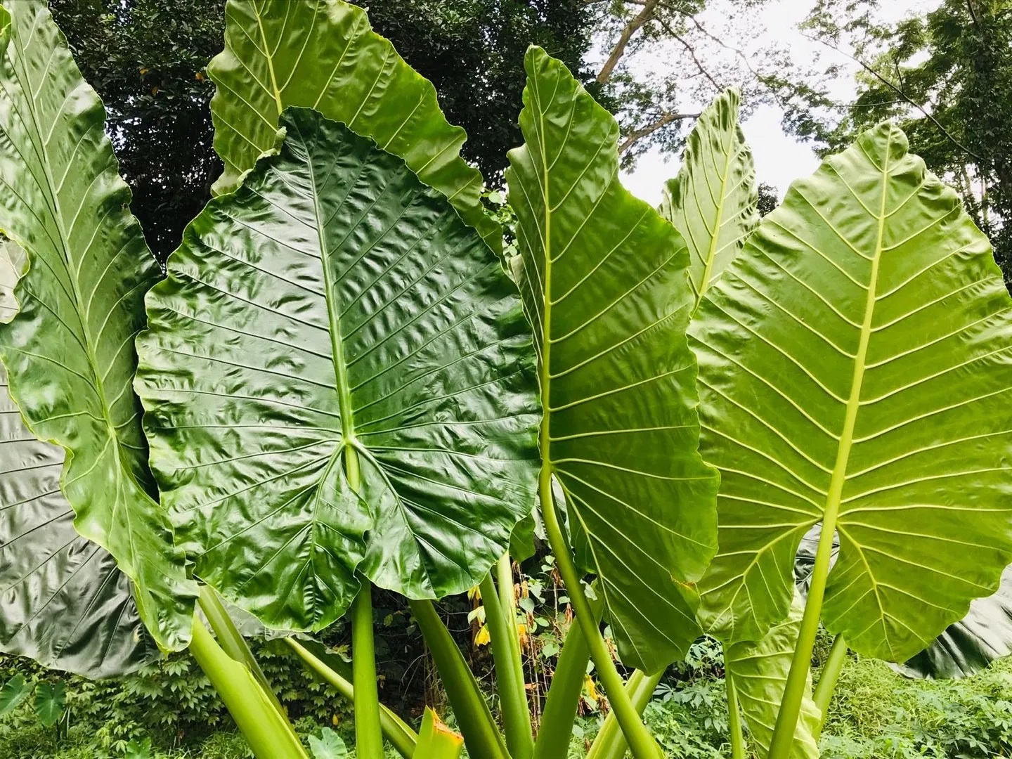মানকচু