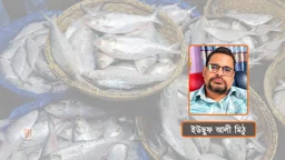 মা ইলিশ রক্ষায় নিষেধাজ্ঞা আছে, বাস্তবায়ন কোথায়?