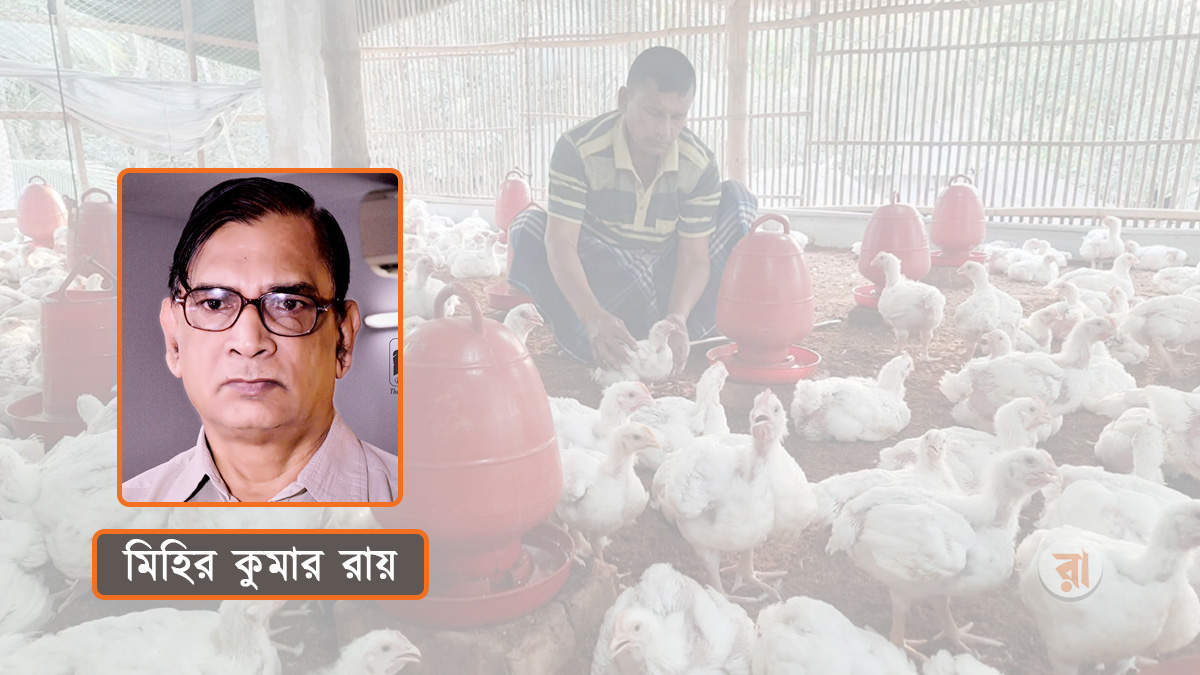 পোল্ট্রি খামার: লোকসানে প্রান্তিক খামারিরা