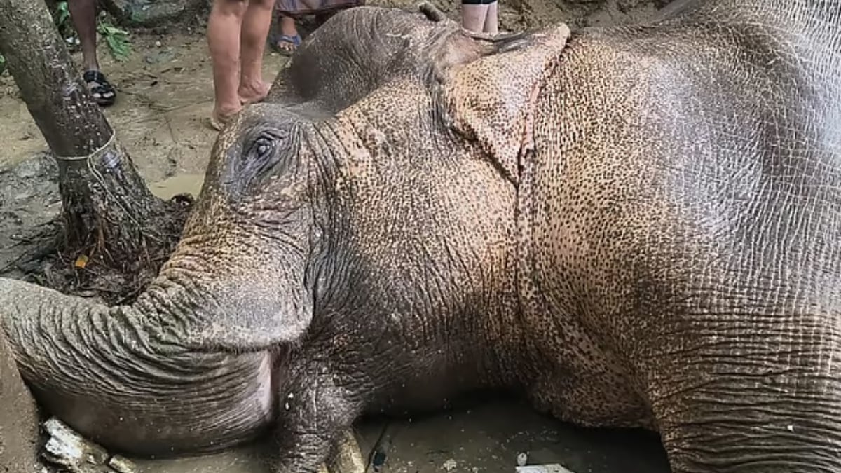 Mother elephant falls from hillside amid heavy rain, suffers two broken legs and severe abdominal in