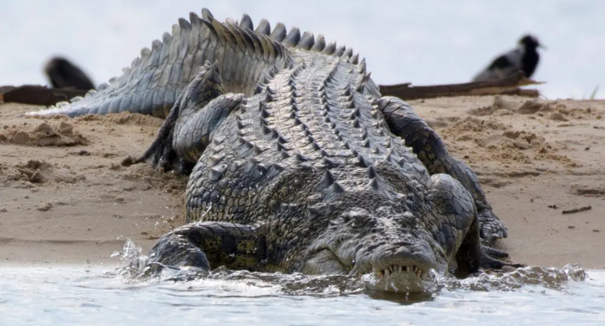 NILE-CROCODILE
