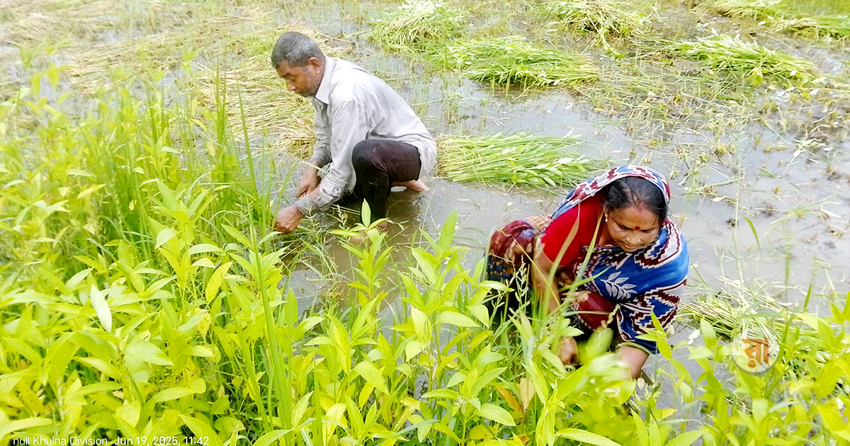 Narail-Jute-Cultivation-News-Photo-26-06-2025