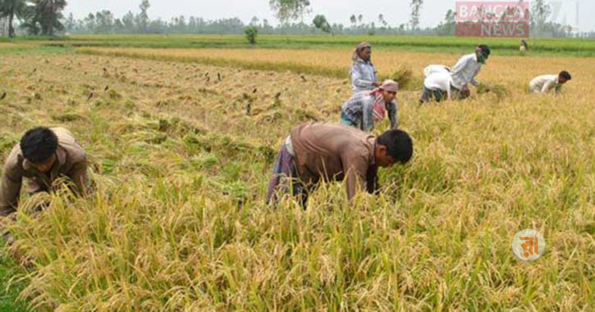 Narail Boro Paddy Production News Photo 23-04-2025 (1)
