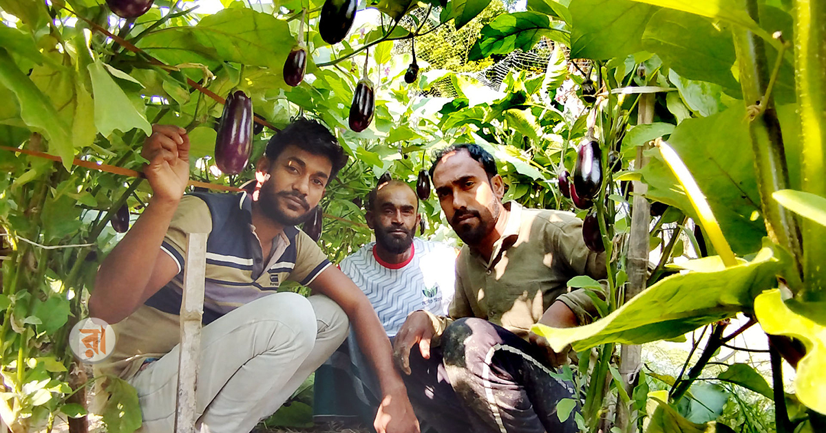 মালচিং পদ্ধতিতে সবজি চাষ করে সফল হয়েছেন নড়াইলের তিন ভাই। স্থানীয় কৃষক ও তরুণদের কাছে তারা এখন অনুকরণীয়। ছবি: রাজনীতি ডটকম