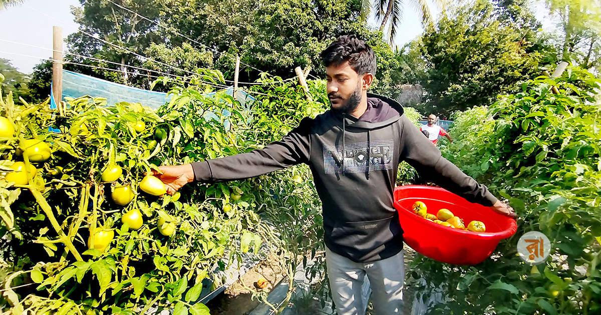 Narail Vegetable Cultivation Using Malching 21-04-2025 (2)