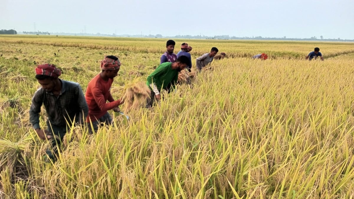 নড়াইলে ধানের বাজার নিম্নমুখী, ন্যায্যমূল্য না পেয়ে হতাশ কৃষক